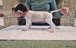 Pointer dogs for sale: 🪶 Pointer puppies 🪶 - Image 23