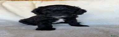 Australian Labradoodle 5