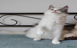 Mixed Breed cats for sale: Kittens with Mittens!! Unique Maine Coon x  - Image 18