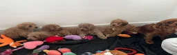 Cavapoo dogs for sale: Beautiful cavapoos for new homes - Advert 12