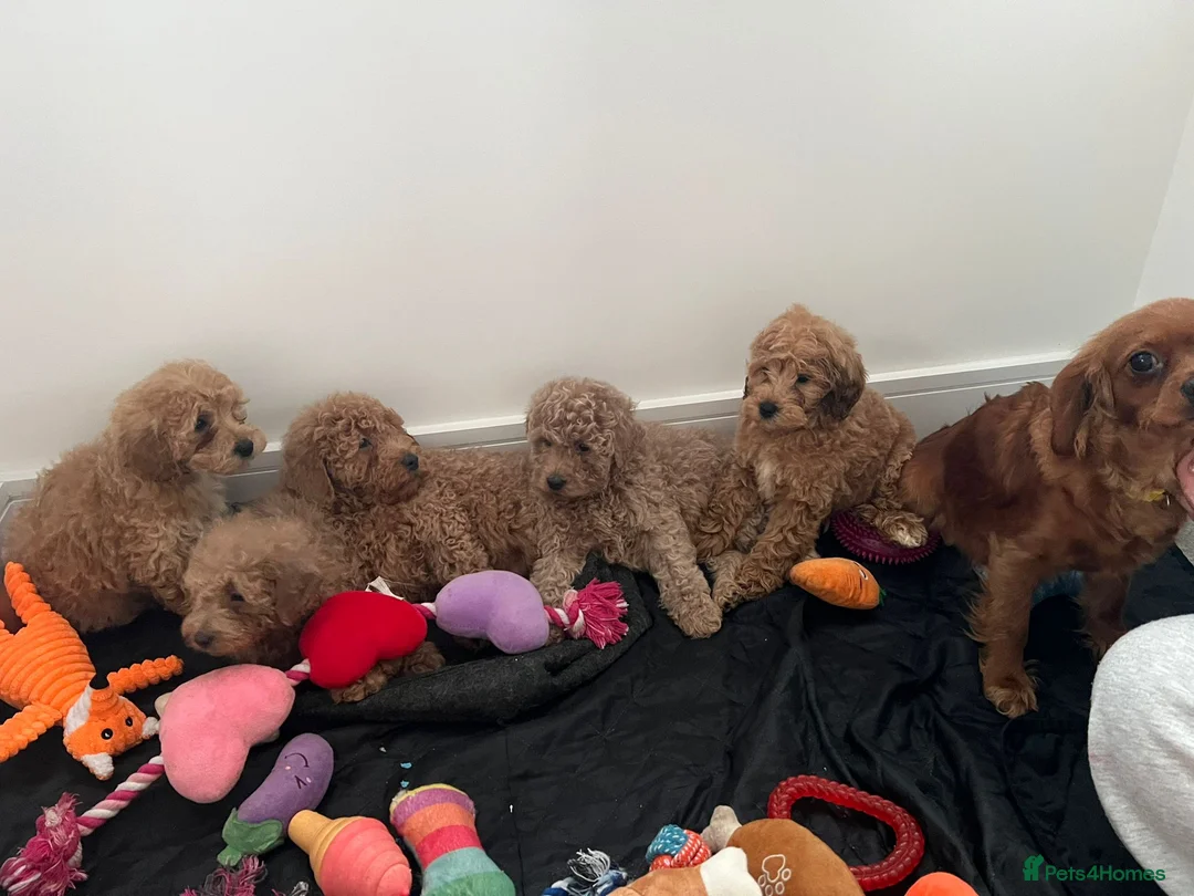 Cavapoo dogs for sale: Beautiful cavapoos for new homes - Advert 12