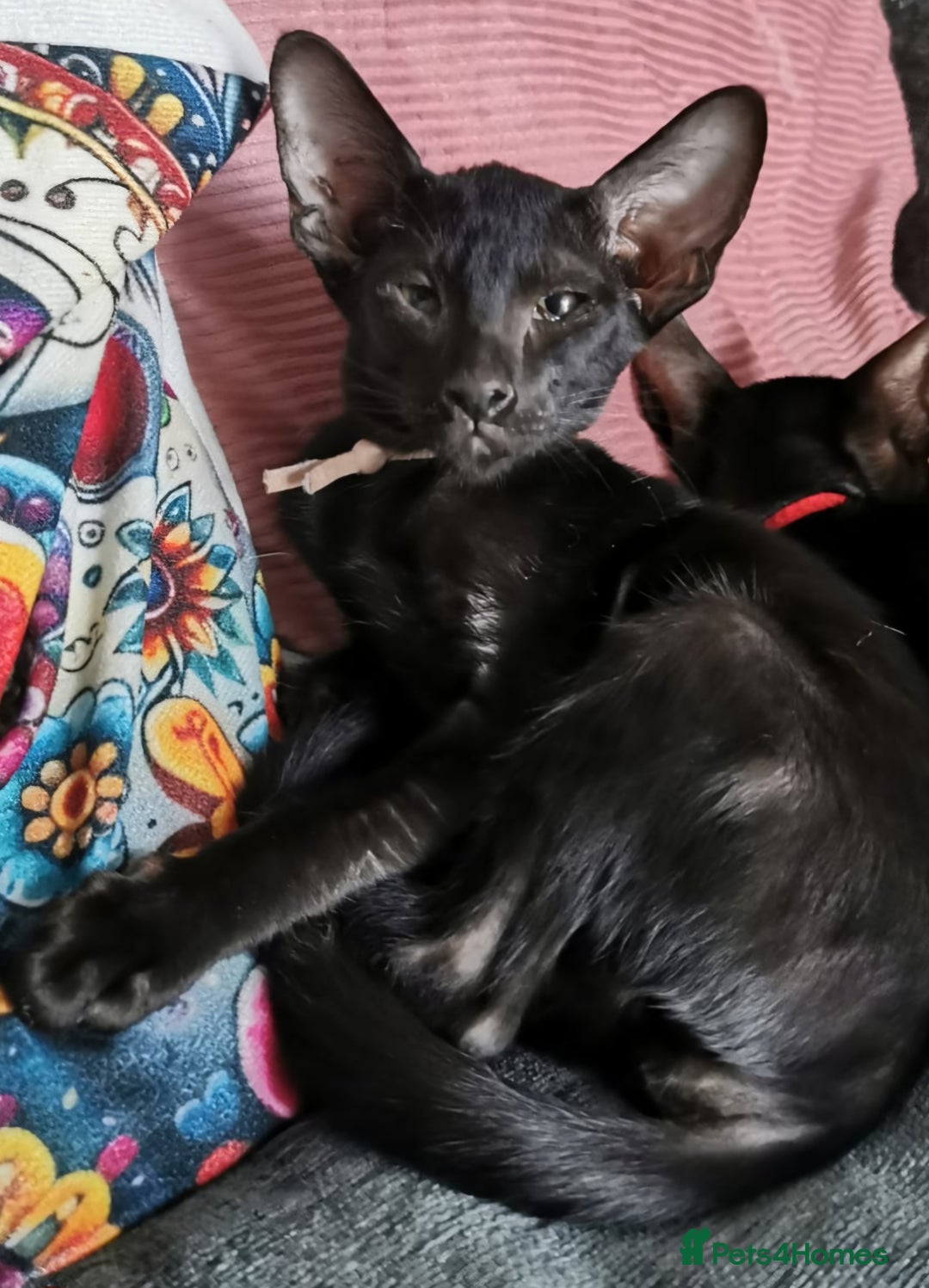 Black Cat With Types Of Oriental Cats Oriental Kittens For Sale In