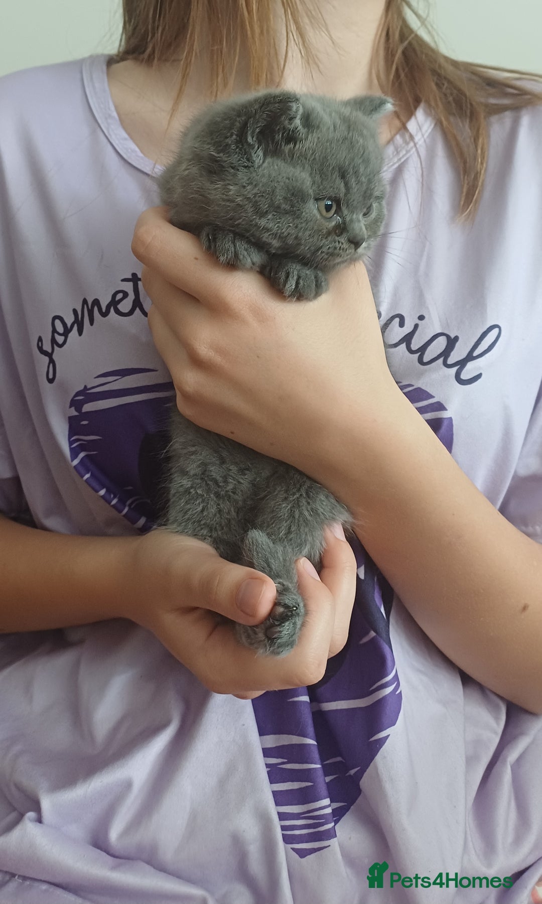 British Shorthair cats for sale: British Shorthair  - Image 30