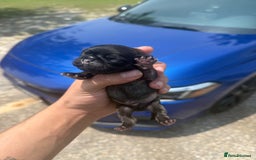 Pug dogs for sale: Home raise fawn&black Pug puppies - Advert 6