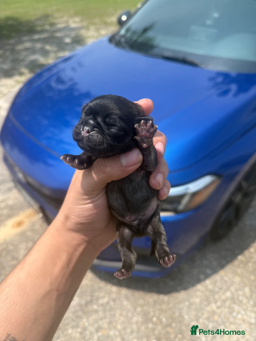 Pug dogs for sale: Home raise fawn&black Pug puppies - Advert 6