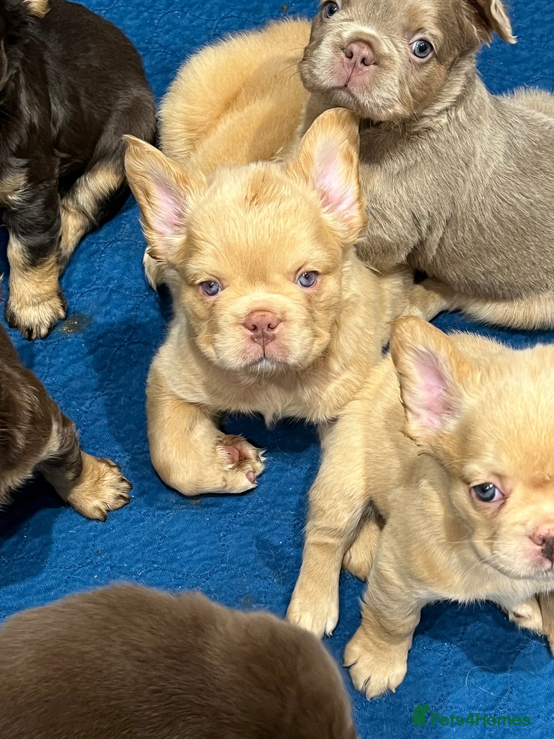 French Bulldog dogs for sale: QUALITY FLUFFY FRENCH BULLDOG PUPPIES - Image 11