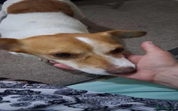 Jack Russell dogs for adoption: Lovely Pepper  - Image 12