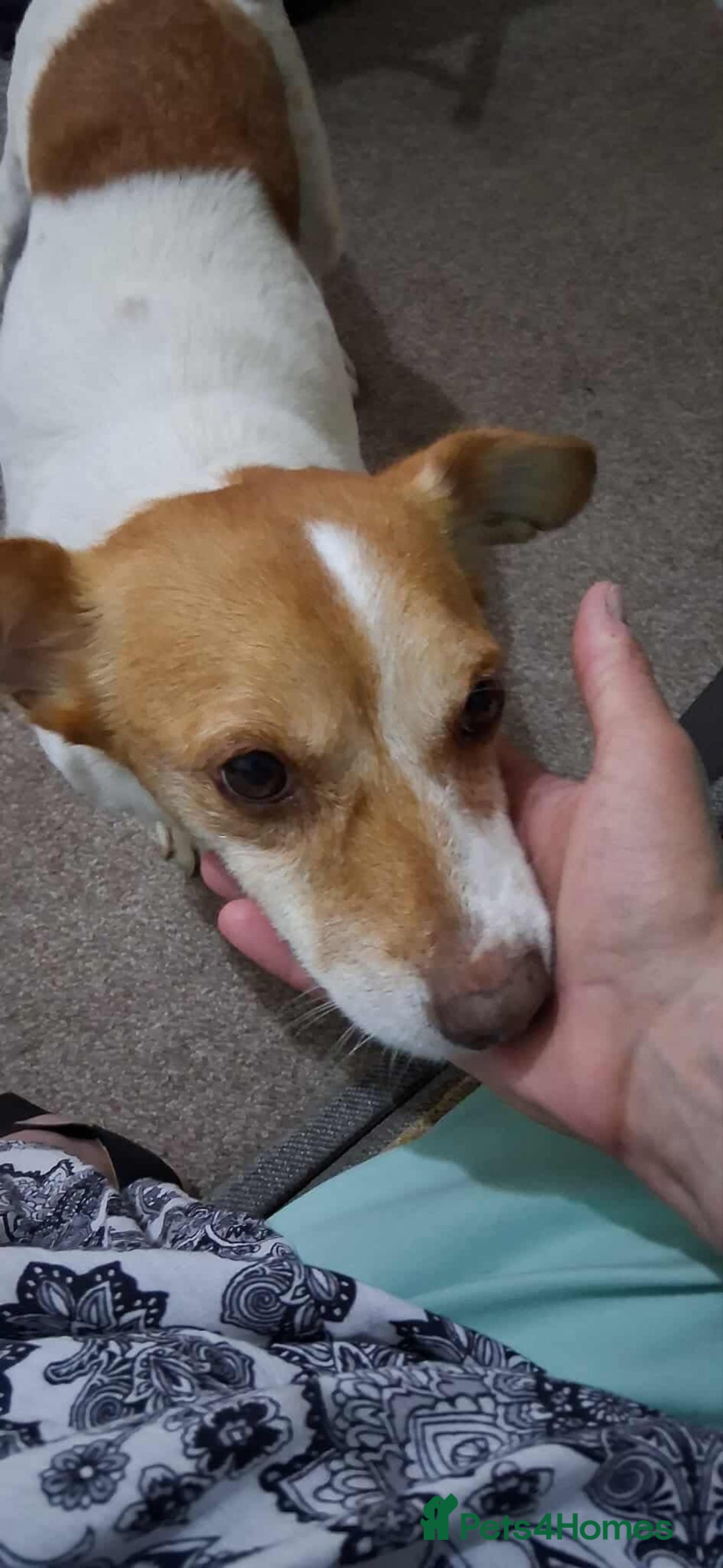 Jack Russell dogs for adoption: Lovely Pepper  - Image 12