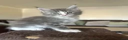 Maine Coon cats for sale: ⭐️⭐️GCCF Registered ⭐️⭐️ - Advert 12