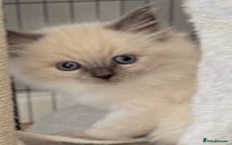 Ragdoll cats for sale: GCCF Championship Ragdoll Kittens - Image 6