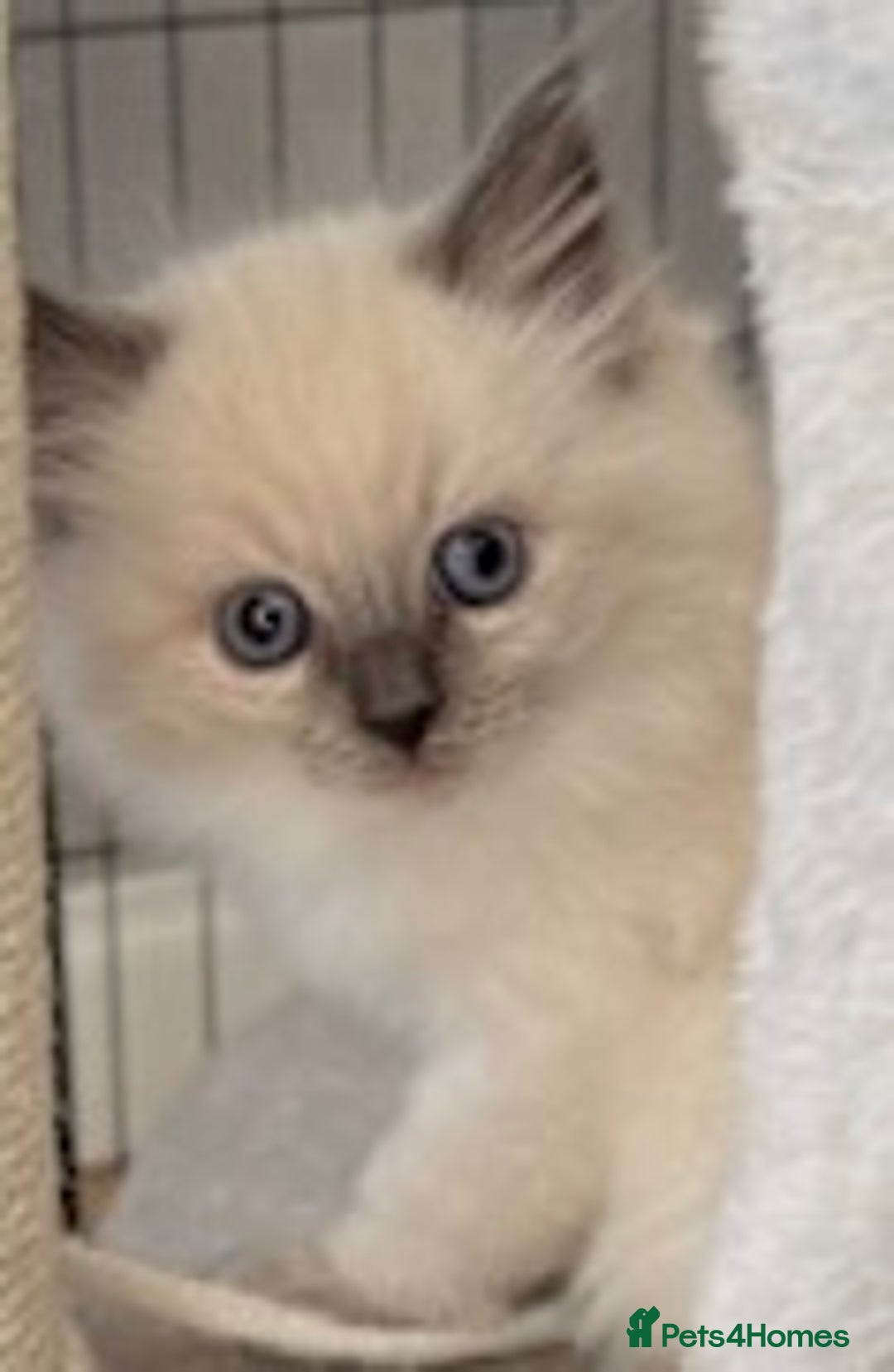 Ragdoll cats for sale: GCCF Championship Ragdoll Kittens - Image 6
