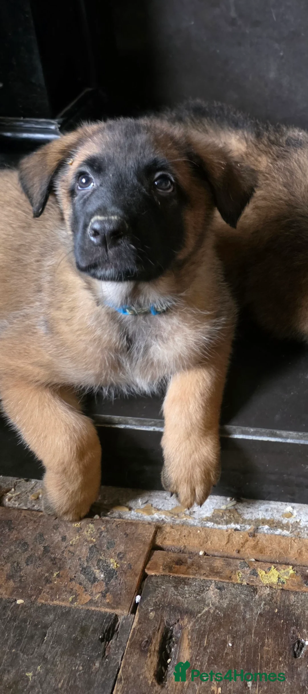 Mixed Breed dogs for sale: GSD/Malinois Crosses - Advert 2