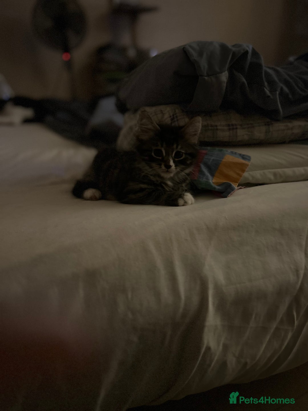 Mixed Breed cats for sale: Long haired tabby - Advert 2