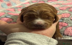 Cockapoo dogs for sale: Gorgeous F2B Cockapoo puppies  - Image 26