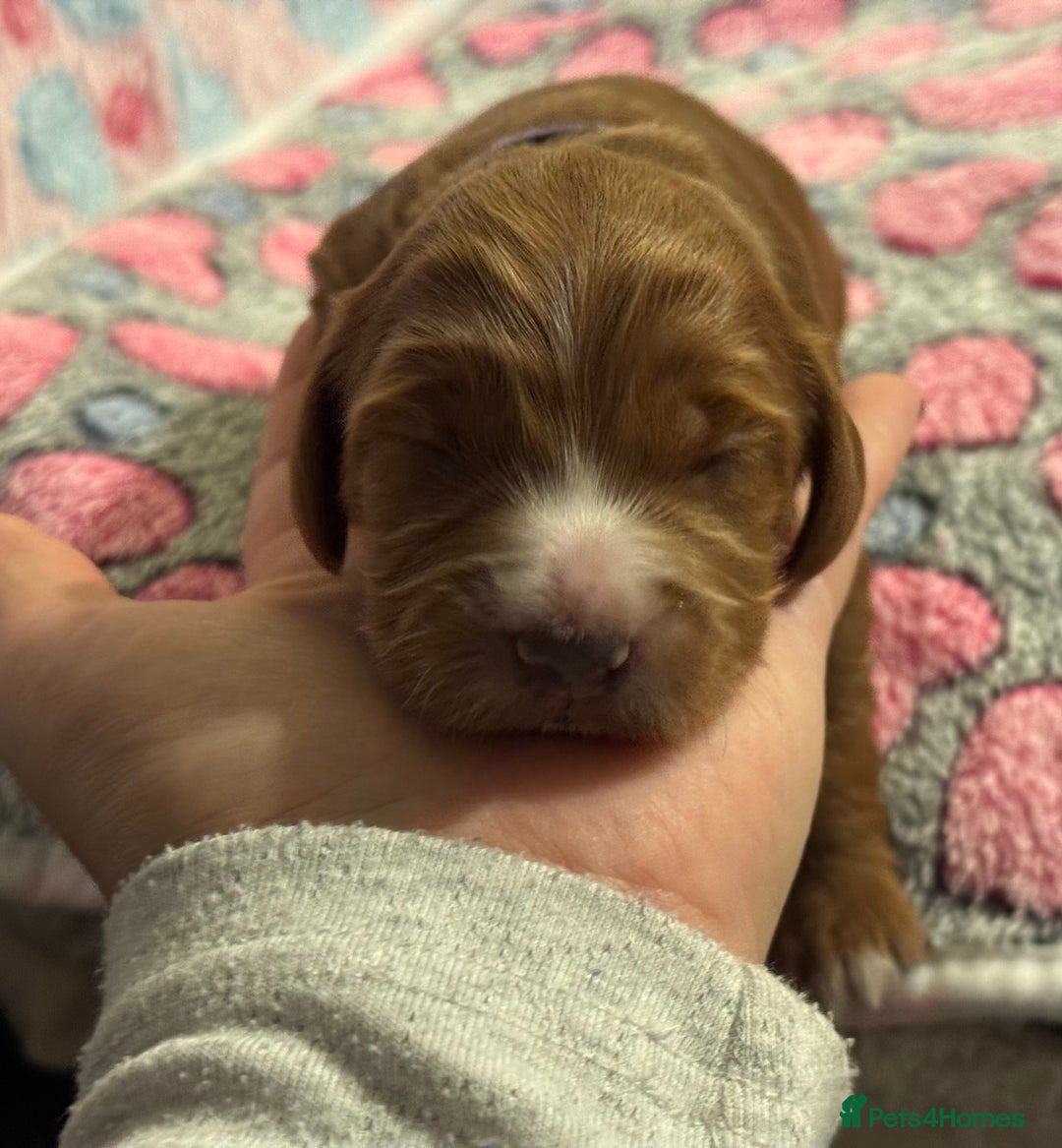 Cockapoo dogs for sale: Gorgeous F2B Cockapoo puppies  - Image 26