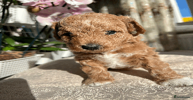 Maltipoo dogs - Advert 3