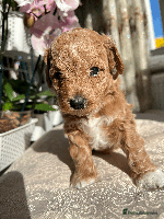 Maltipoo dogs - Advert 12