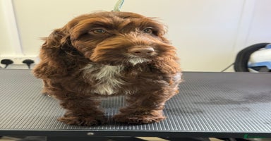 Cockapoo dogs - Advert 11
