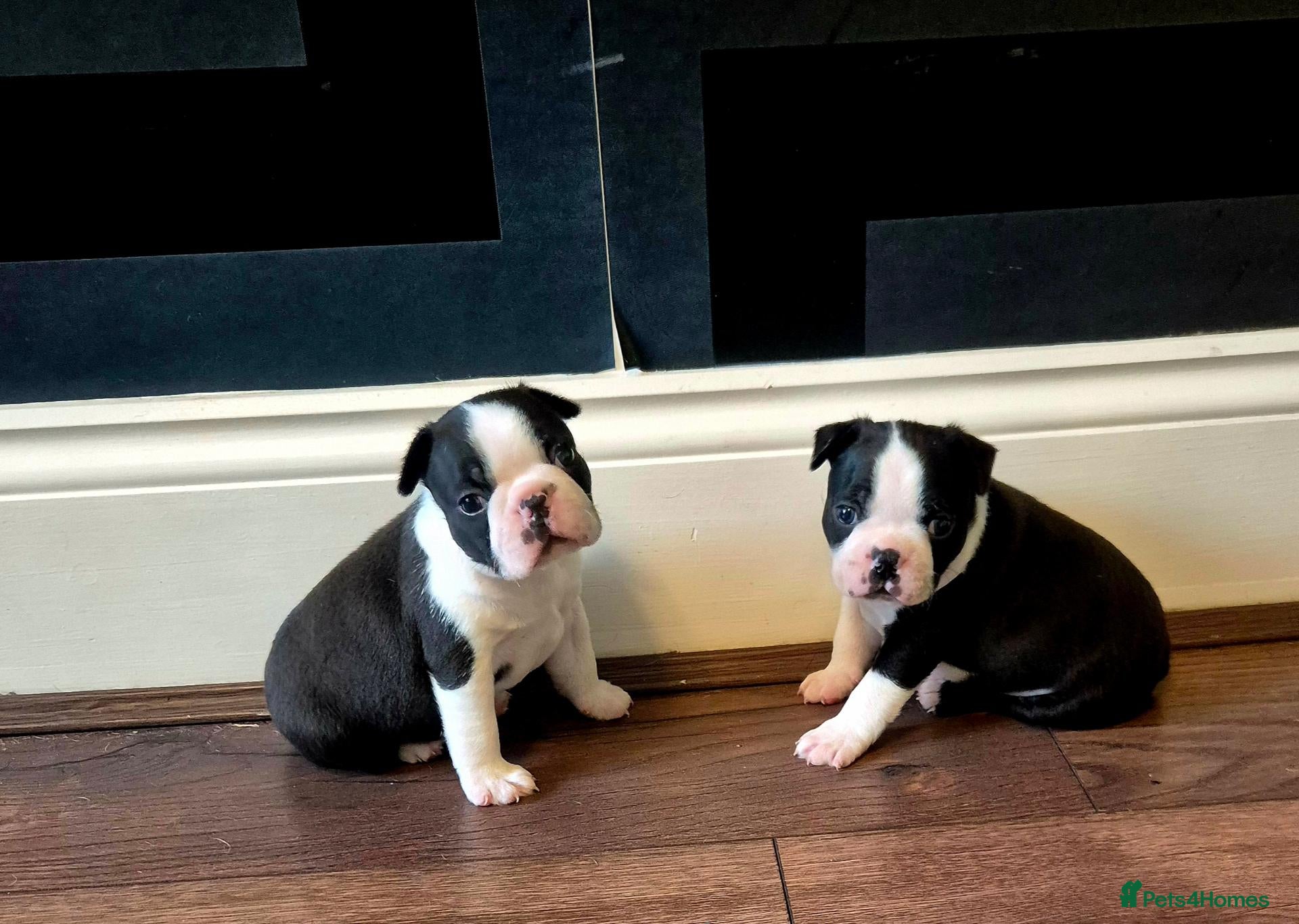 Boston Terrier dogs for sale: X2 Stunning Male Boston Terrier Puppies  - Advert 4