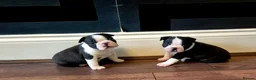 Boston Terrier dogs for sale: X2 Stunning Male Boston Terrier Puppies  in Newcastle upon Tyne - Advert 1