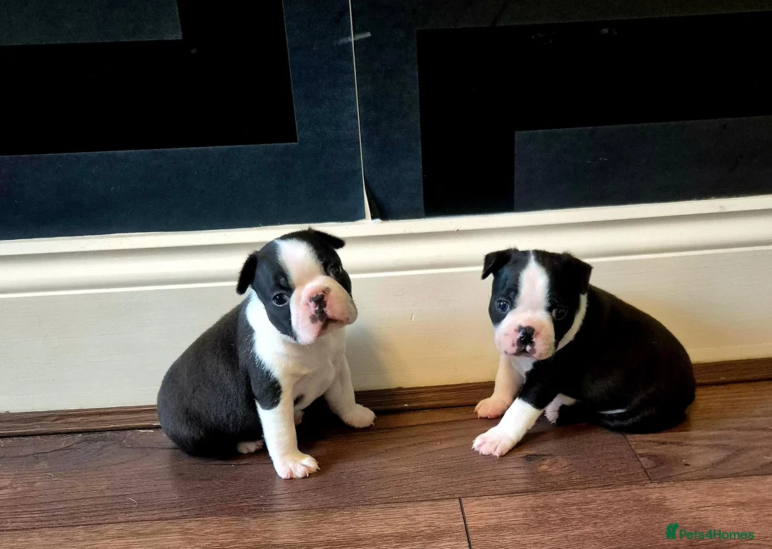 Boston Terrier dogs for sale: X2 Stunning Male Boston Terrier Puppies  in Newcastle upon Tyne - Advert 1