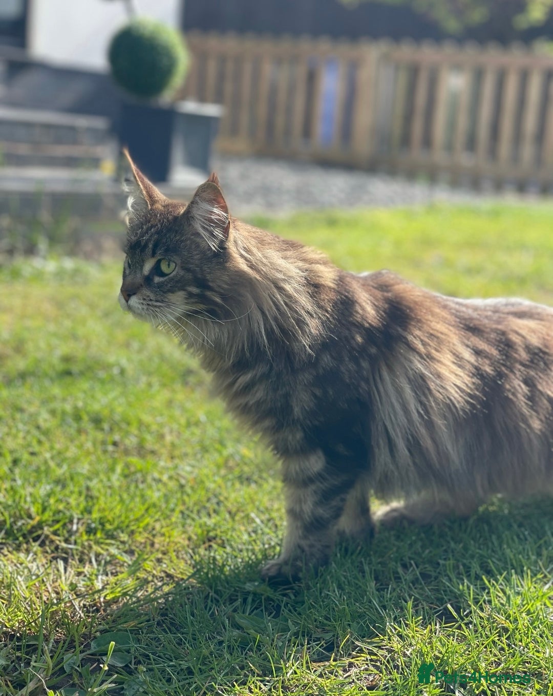 Maine Coon cats for sale: Maine Coon Brown Tabby Female - Image 3