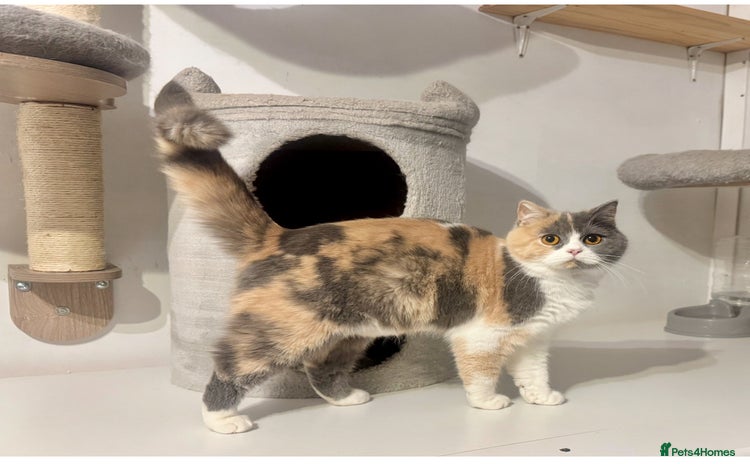 British Shorthair cats - Advert 2