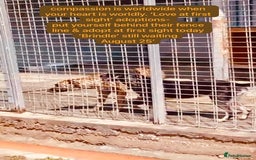 Mixed Breed dogs for adoption: Brindle, approx 7 months. Available for adoption. - Image 12