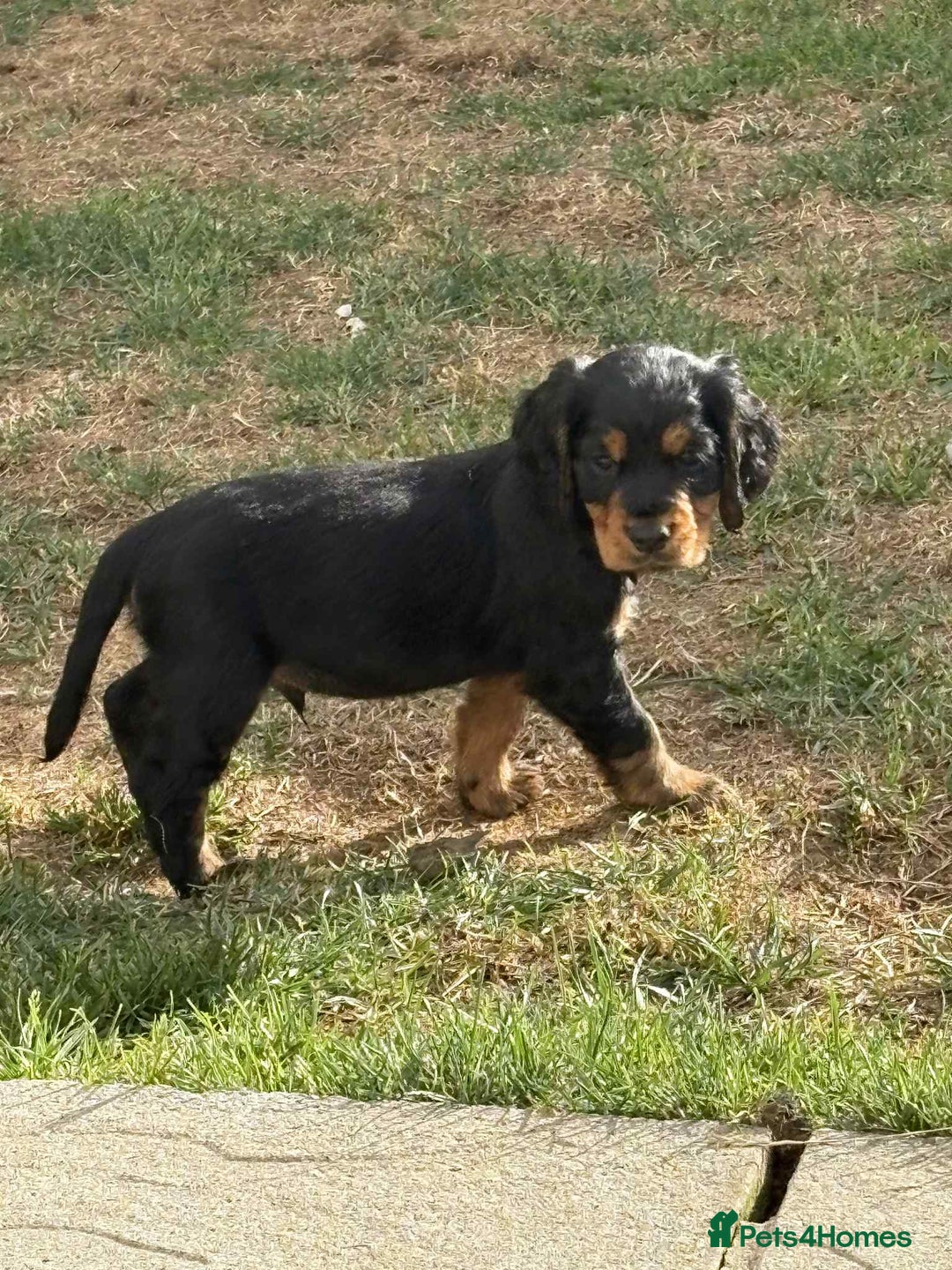 Cocker Spaniel dogs for sale: Cocker spaniels - Image 2