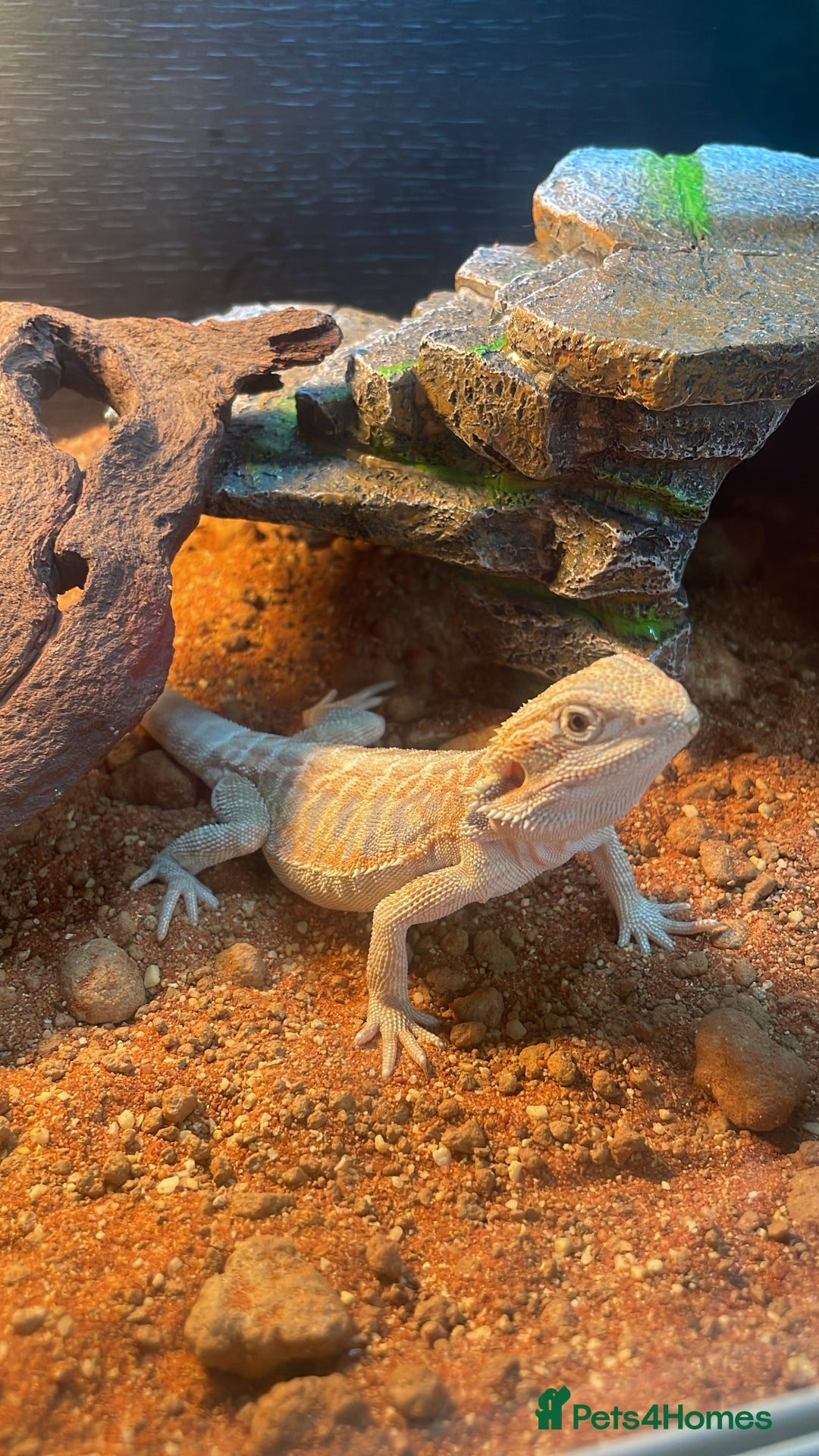 Bearded Dragon reptiles for sale: Bearded dragon  - Advert 7