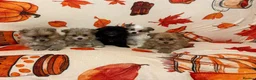 Pomeranian dogs for sale: Pomeranian puppies  in Glasgow - Advert 4