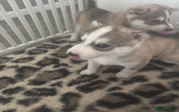 Siberian Husky dogs for sale: Siberian huskies  for sale  - Image 37