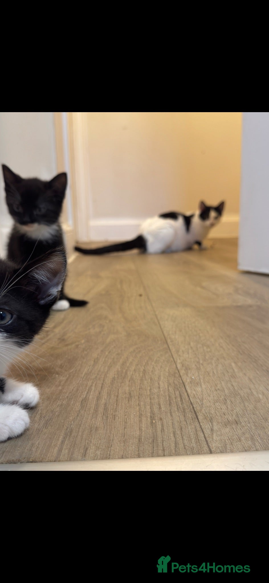 Mixed Breed cats Kitten - Advert 1