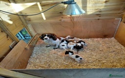 Cocker Spaniel dogs for sale: Cocker spaniel  - Image 1