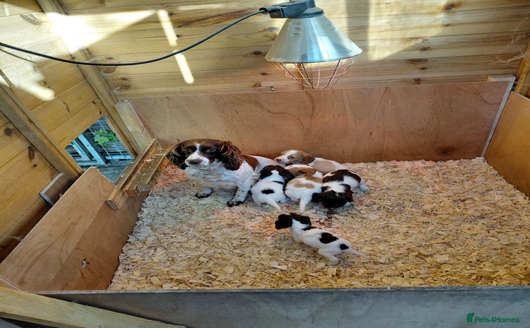 Cocker Spaniel dogs - Advert 2