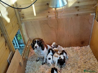 Cocker Spaniel dogs - Advert 2