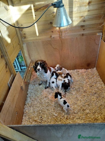 Cocker Spaniel dogs - Advert 2