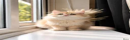British Longhair cats for sale: Gorgeous GCCF Chocolate Golden British Longhair - Advert 3