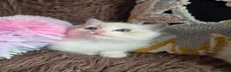 Ragdoll cats for sale: GCCF Registered Gorgeous Kittens  - Advert 26