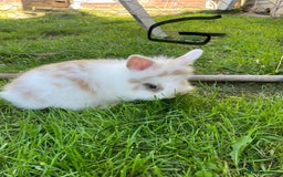Lionhead rabbits for sale: Lion head  - Image 10