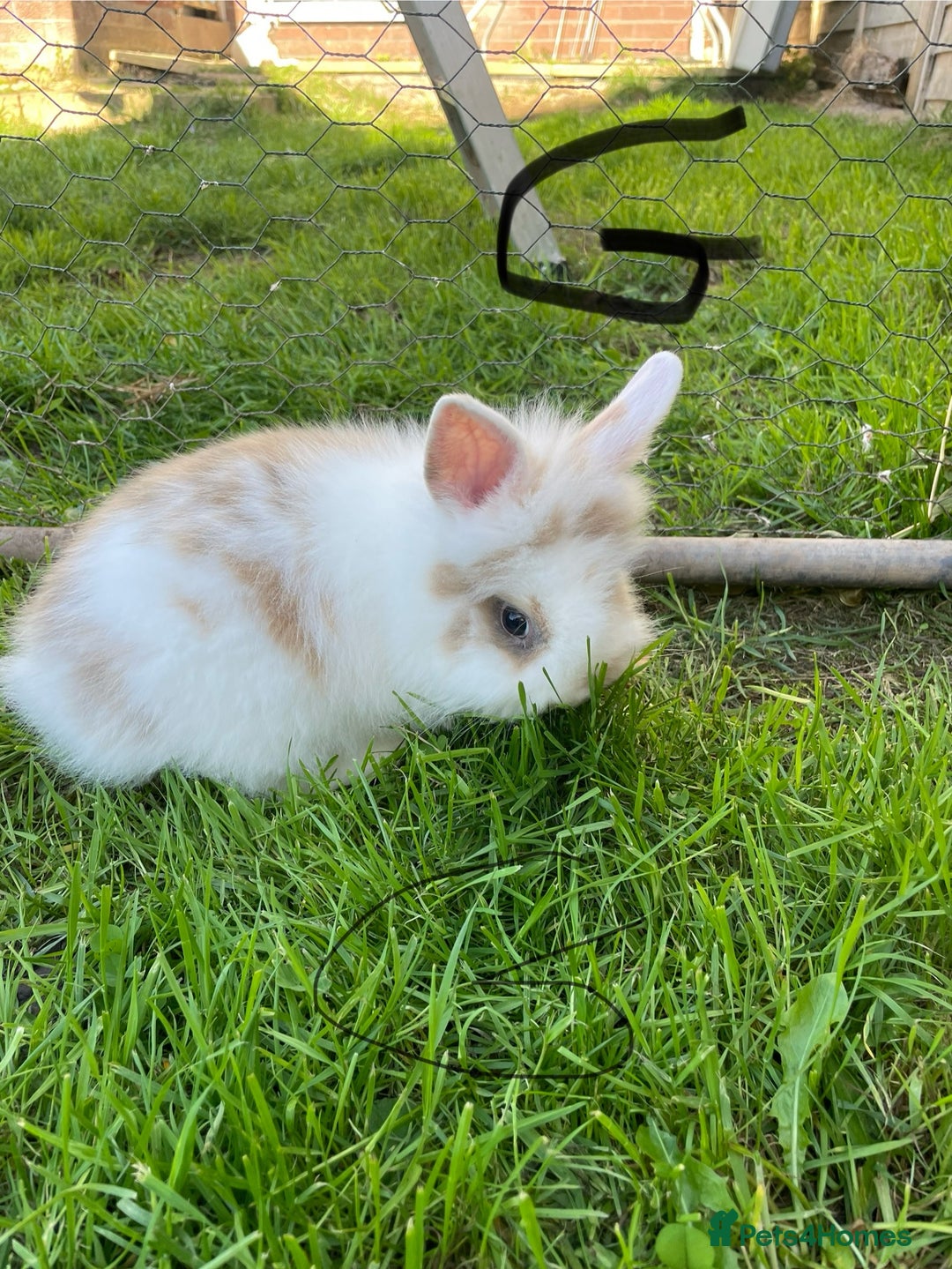 Lionhead rabbits for sale: Lion head  - Image 10