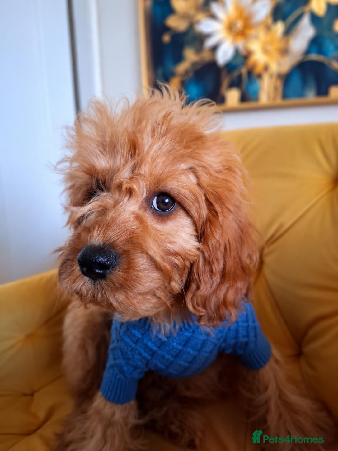 Cavapoo dogs  F1 Cavapoo 1Boy Available ready now 💚 - Advert 1