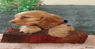 Cocker Spaniel dogs - Advert 12