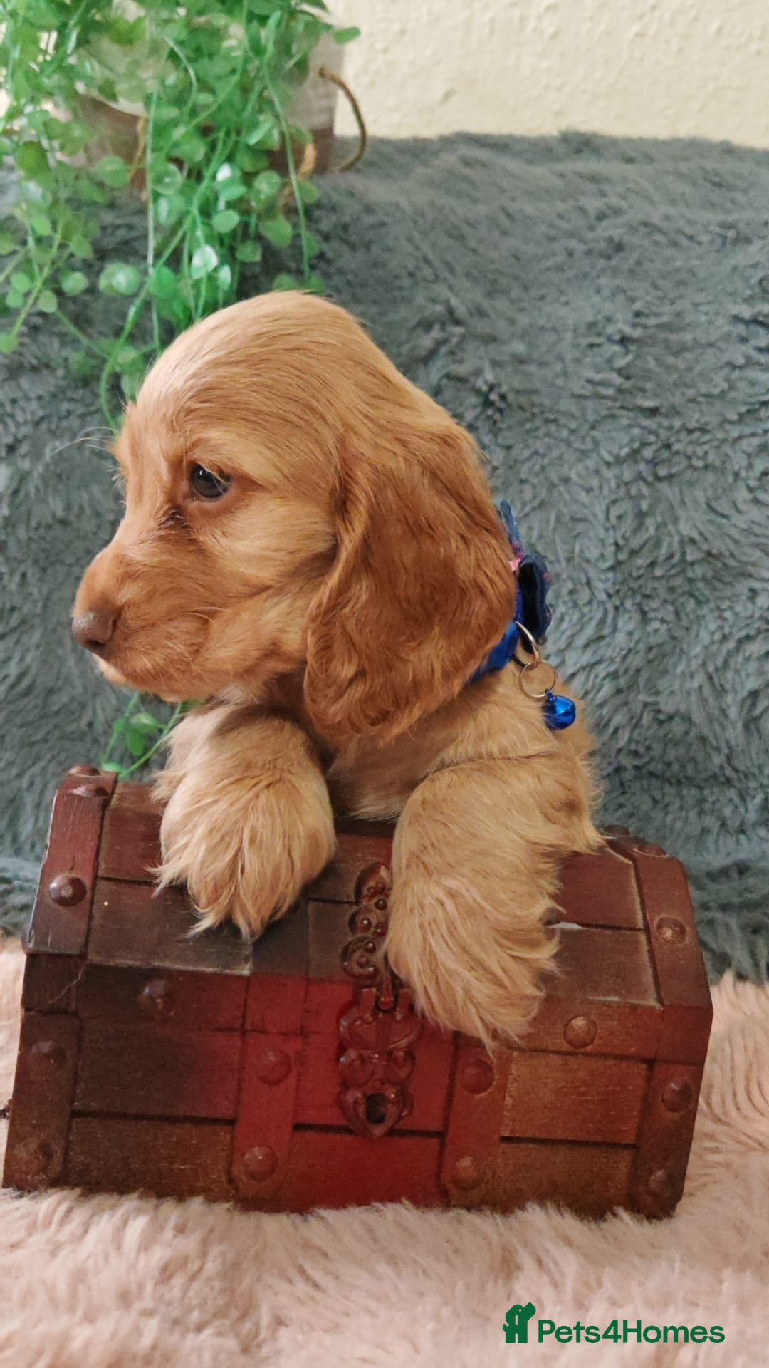 Cocker Spaniel dogs for sale: 🔥LAST TWO BOYS LEFT!🔥 KC SHOW COCKER SPANIEL  - Image 2
