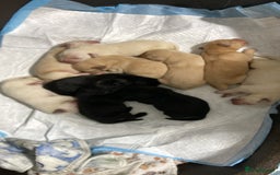 Labrador Retriever dogs for sale: 3 Color KC Labrador retriever 24.12 ready go  - Image 7