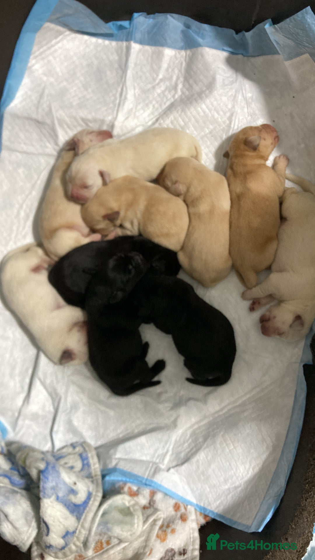 Labrador Retriever dogs for sale: 3 Color KC Labrador retriever 24.12 ready go  - Image 7