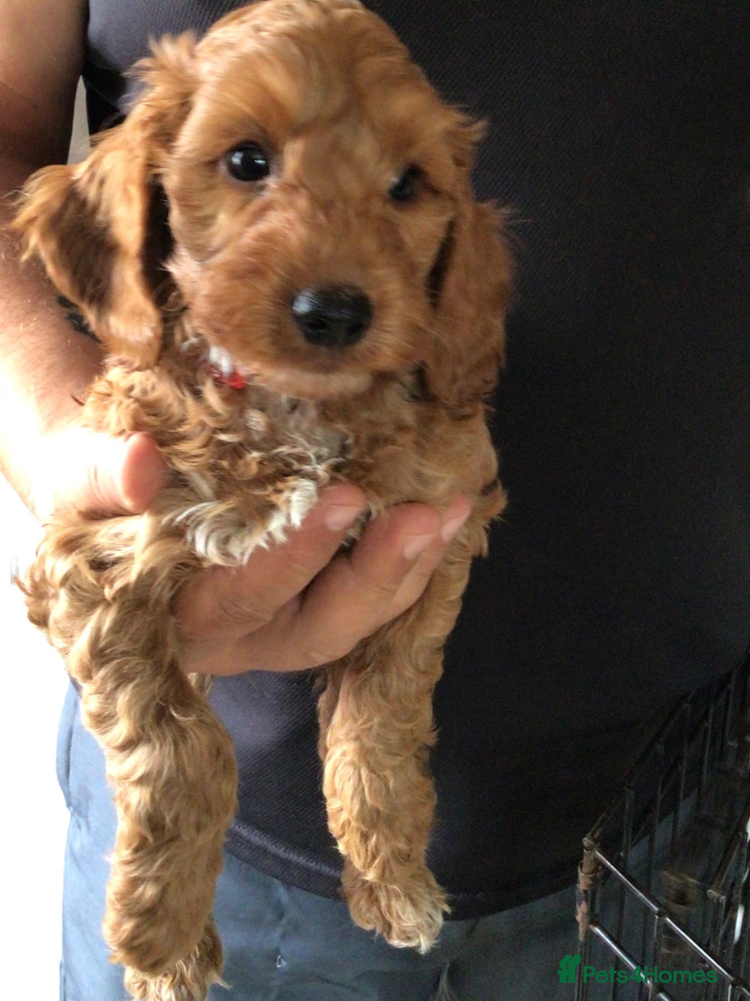Cockapoo dogs Handsome f2 cockapoo boys READY NOW!! - Advert 14