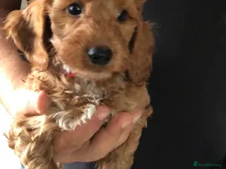Cockapoo dogs Handsome f2 cockapoo boys READY NOW!! - Advert 14
