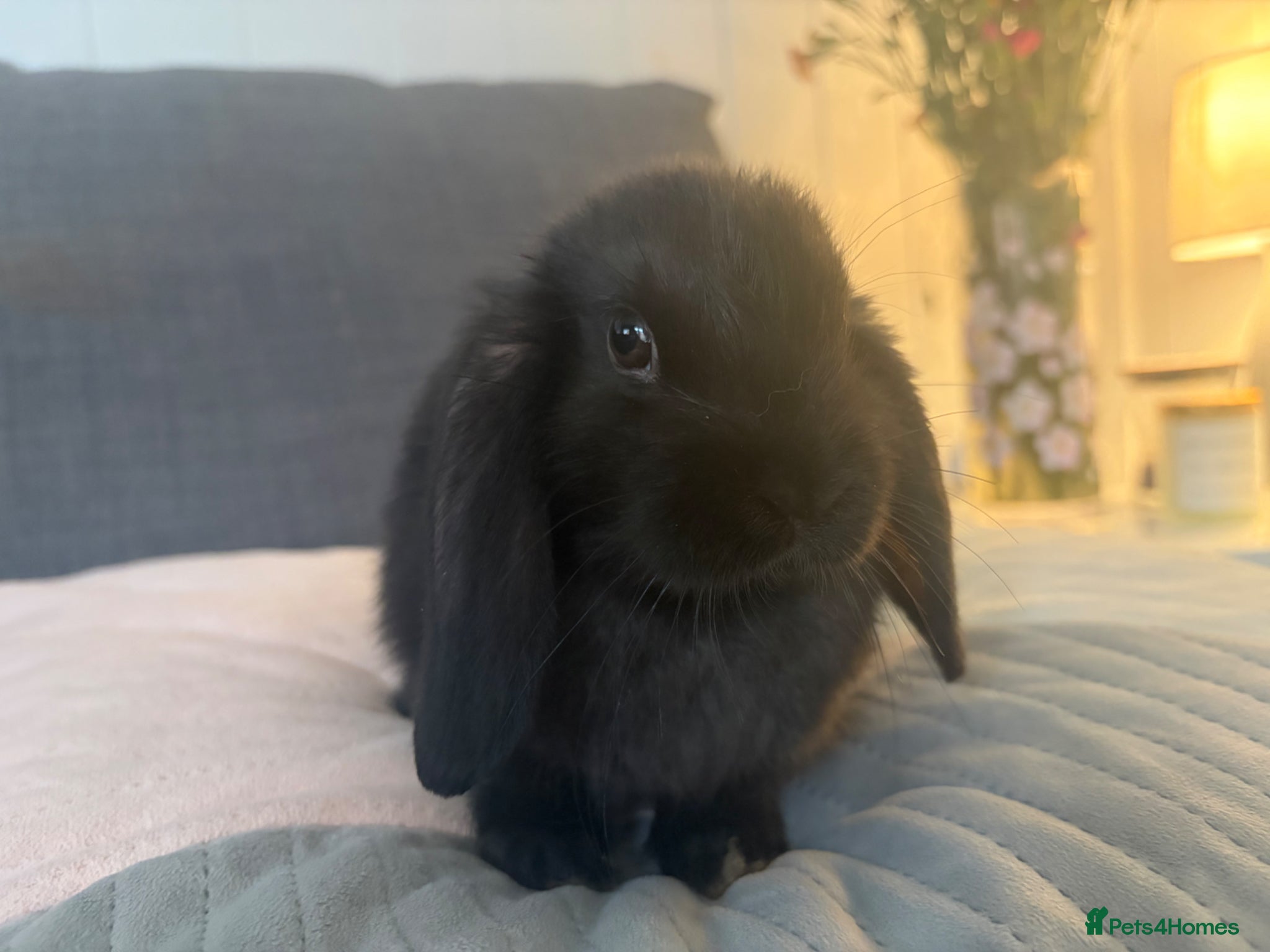 Mini Lop rabbits X 2 left ready this weekend fluffy babies  - Advert 17