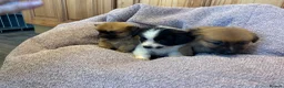 Pomchi dogs for sale: Pomchi in Hull - Advert 23
